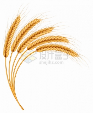 5根小麦麦穗和秸秆png图片素材