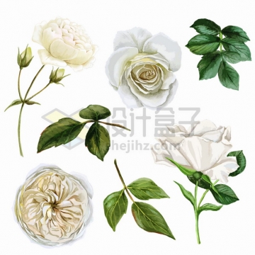 盛开的白色玫瑰花白玫瑰花朵鲜花绿叶和花卉png图片素材