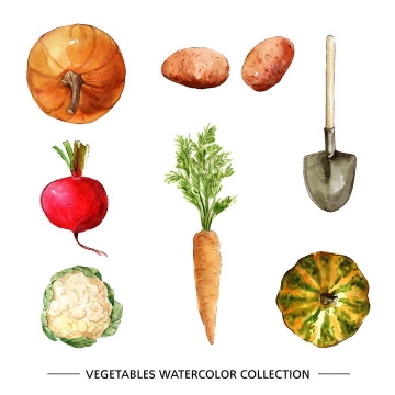 水彩画风格南瓜土豆萝卜花菜胡萝卜铁锹等蔬菜和种植工具图片免抠矢量素材