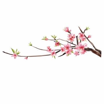 春天枝头盛开的桃花和树叶png图片免抠素材