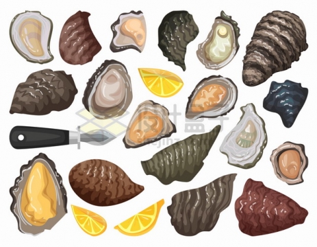 各个品种的牡蛎美味海鲜png图片素材