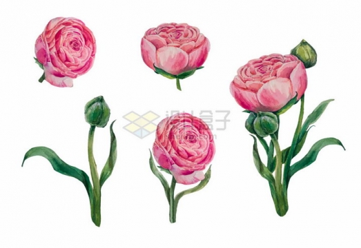 鲜艳的牡丹花水彩花卉鲜花插画png图片免抠矢量素材