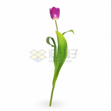 带有绿叶的玫红色郁金香花朵鲜花花卉png图片素材
