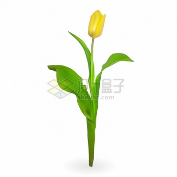 带有绿叶的黄色郁金香花朵鲜花花卉png图片素材