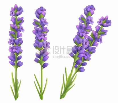 3D风格薰衣草的紫色花朵png图片素材