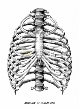 肋骨人体骨骼解剖图手绘素描插画png图片免抠矢量素材