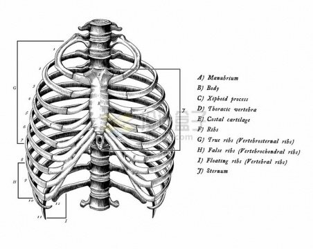 带标注的肋骨人体骨骼解剖图手绘素描插画png图片免抠矢量素材