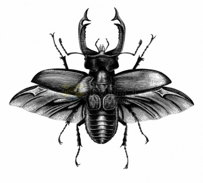 锹虫甲虫昆虫手绘素描插画png图片免抠矢量素材