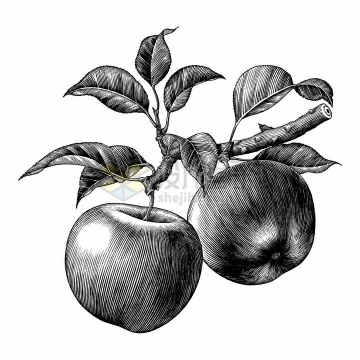 树上的苹果美味水果手绘素描插画png图片免抠矢量素材