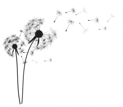 吹散的蒲公英花朵和飞舞的蒲公英花絮黑色剪影图片免抠矢量素材