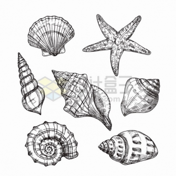 贝壳海星海螺等手绘插画png图片素材