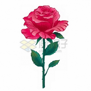 一朵玫瑰花彩绘插画655983png免抠图片素材