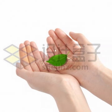 双手捧起的透明水中飘着树叶绿叶png图片素材
