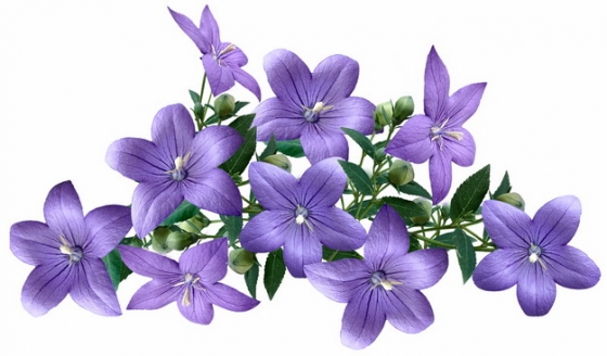 桔梗花紫色花朵122461png免抠图片素材