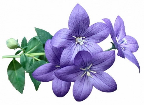 桔梗花铃铛花紫色花卉471956png免抠图片素材