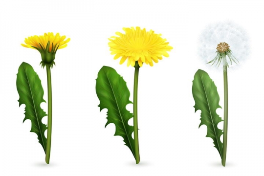 盛开的黄色蒲公英花朵和白色绒球植物图片免抠矢量素材