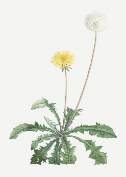彩绘风格一株植物上的蒲公英花朵和绒球图片免抠矢量素材