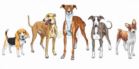 比格犬灵缇杜宾犬圣伯纳犬杰克罗素梗宠物狗狗品种彩绘插画png图片素材