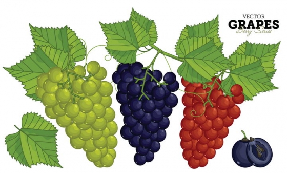 绿色紫色和红色的手绘葡萄提子美味水果图片免抠矢量素材