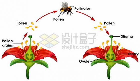 蜜蜂采蜜给花朵授粉传播花粉示意图818900 png图片素材