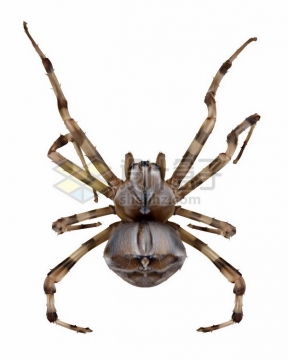 一只高清蜘蛛品种巨蟹蛛昆虫764893矢量图片免抠素材