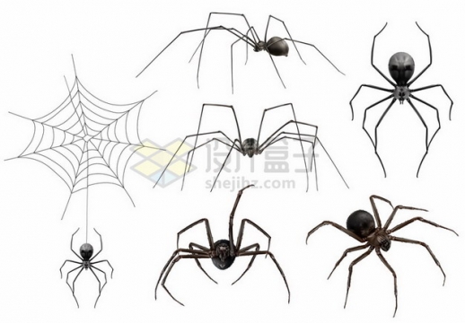 各种用蜘蛛丝织网的蜘蛛和蜘蛛网806640矢量图片免抠素材
