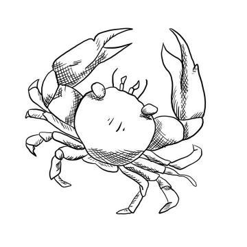 手绘线条素描风格螃蟹简笔画图片免抠素材