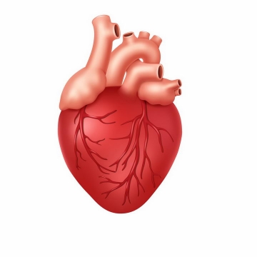 一颗红色的人体心脏人体组织器官解剖png图片免抠矢量素材