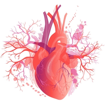 精细的心脏人体组织器官图片免抠素材