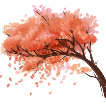秋天树叶变红的大树凤凰树水彩插画970482png图片免抠素材