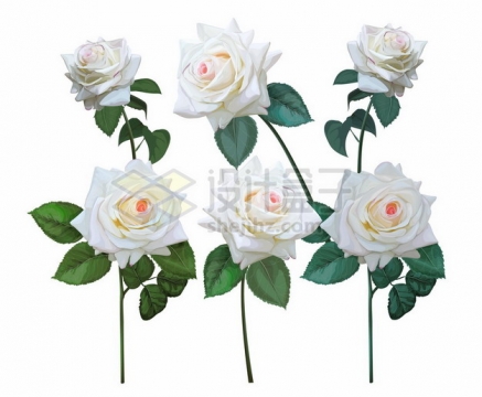6多盛开的白色玫瑰花623127png矢量图片素材