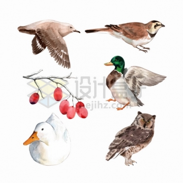 海鸥鸭子猫头鹰等水彩画动物鸟类png图片素材