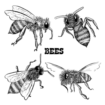 手绘黑色素描风格不同角度的蜜蜂配图免抠矢量图片素材
