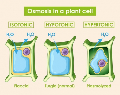 植物细胞的渗透作用中学生物教学图片免抠矢量素材