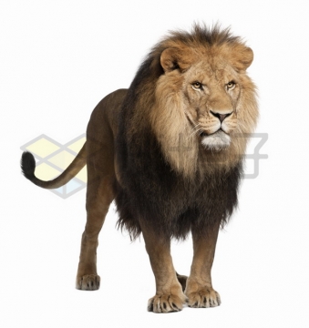 站着发呆的狮子非洲雄狮png图片素材