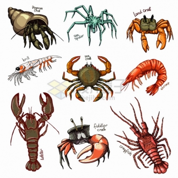 寄居蟹蜘蛛蟹螃蟹大虾小龙虾大龙虾等甲壳动物插画png图片素材