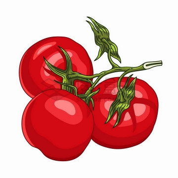 手绘风格树枝上的三颗西红柿美味番茄png图片免抠矢量素材