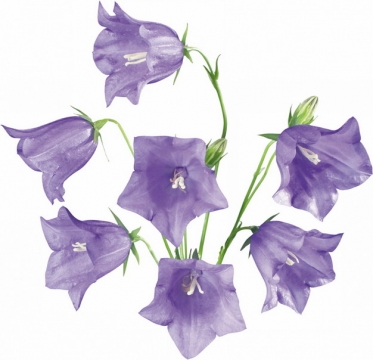 曼陀罗花紫色花朵447917png图片素材\r\n