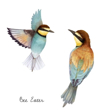 手绘水彩画风格两只蜂鸟小鸟免抠矢量图片素材