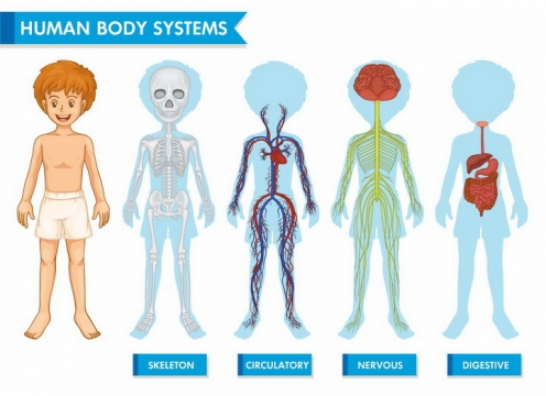 人体骨骼系统神经系统血液系统消化系统等人体结构解剖图png图片免抠矢量素材