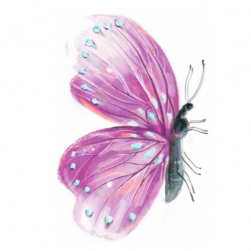 一只美丽的紫色蝴蝶水彩插画315150png图片素材