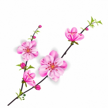枝头上盛开的粉红色花朵桃花563937EPS免抠图片素材