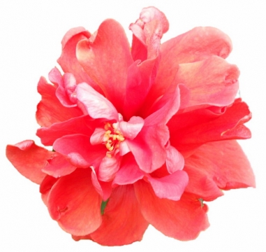 芍药花红色花朵鲜花358912png图片素材