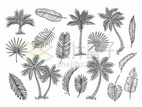 椰子树铁树棕榈树蒲葵树等热带树木树叶手绘素描插画178375png图片素材