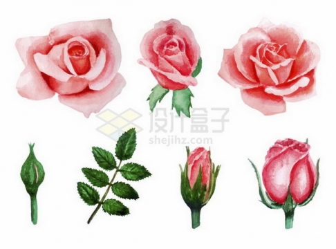 彩绘风格玫瑰花和花苞叶子等png图片免抠矢量素材