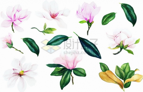 粉红色玉兰花花朵和绿色的叶子png图片素材