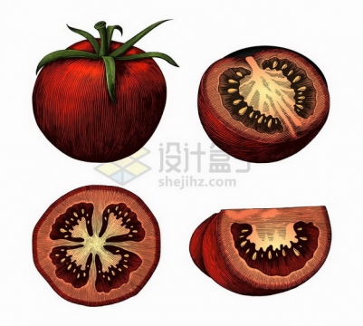 切开的西红柿美味水果蔬菜彩绘素描插画png图片免抠矢量素材
