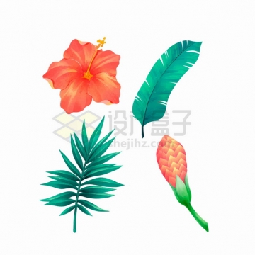 红色曼陀罗芭蕉叶等热带花卉树叶彩绘插画png图片素材
