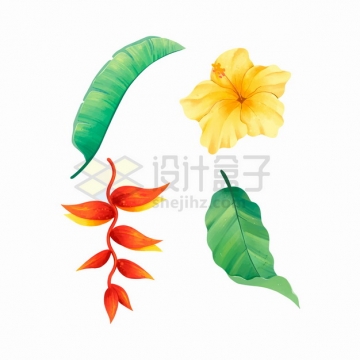 黄色曼陀罗芭蕉叶等热带花卉树叶彩绘插画png图片素材