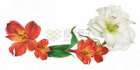 红色和白色百合花以及绿叶png图片免抠矢量素材